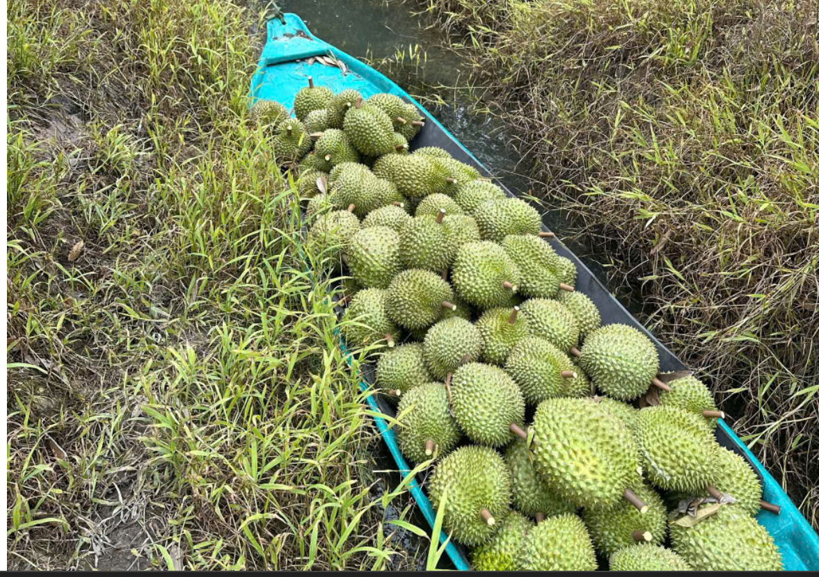 Tiền Giang phải đi đầu trong việc cải thiện, nâng cao chất lượng sầu riêng xuất khẩu (7/1/2025)